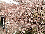 桜の季節の三建樹脂株式会社[2006年3月撮影]
